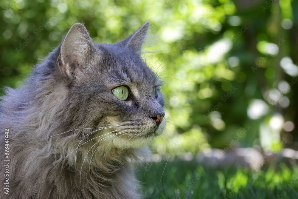 A grey longhaired cat sitting in the grass in front of sunlit garden plants