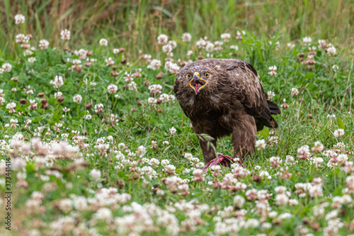 Schreiadler, Adler, lesser spotted eagle, petit aigle tacheté, Aquila pomarina