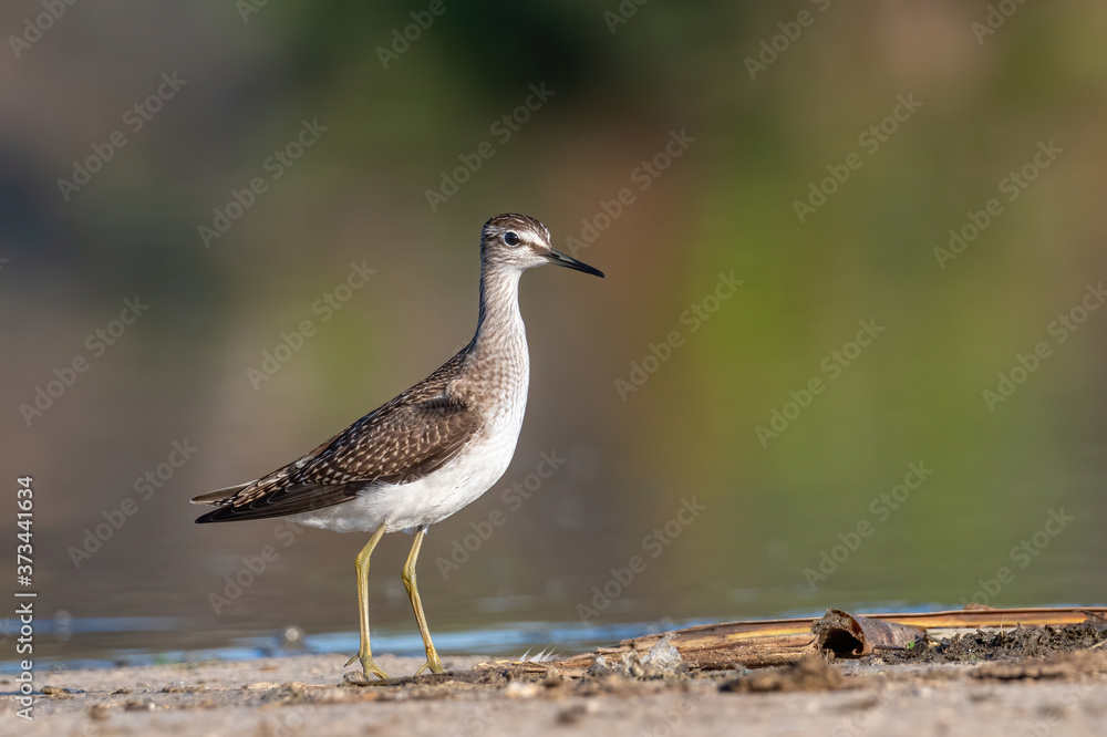 Sandpiper, Wood sandpiper (Tringa glareola) Sandpiper, Wood sandpiper (Tringa glareola)