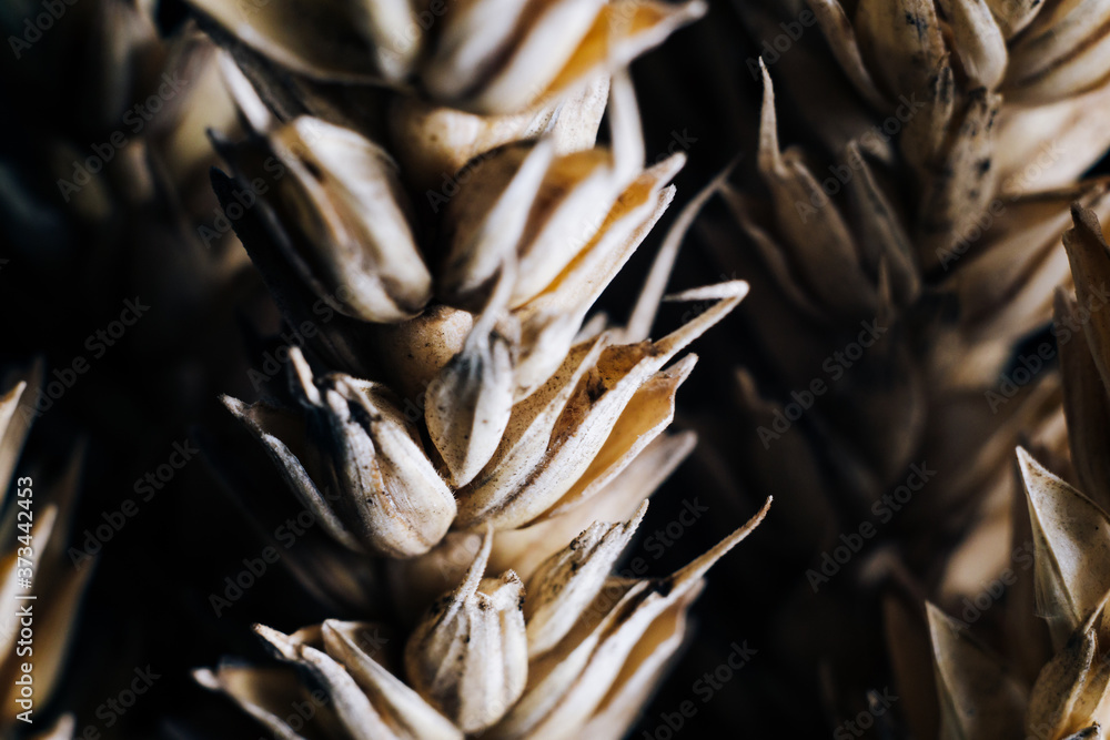 Wheat ears on a black background. Macro shooting of cereals
