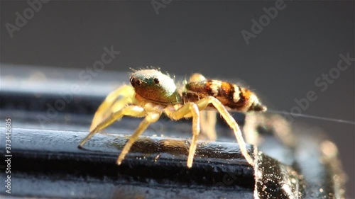 Yellow Brown JuA colorful spider pulls its cobweb. mping Spider with a green head Salticidae Spider in garden at sunset, Thailand. photo