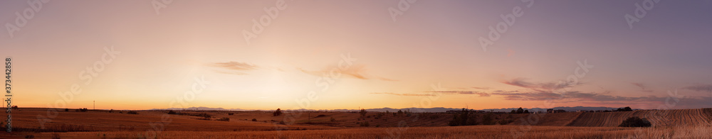 Sunset over the wheat fields panorama
