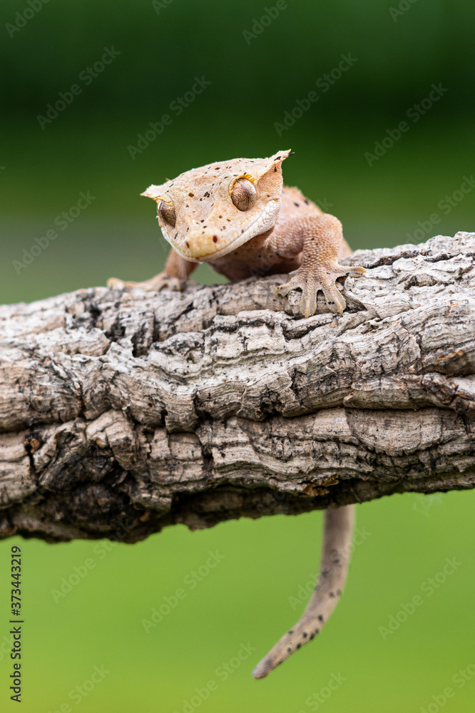 Rhacodactylus ciliatus lizzard from New Caledonia Rhacodactylus ciliatus lizzard from New Caledonia