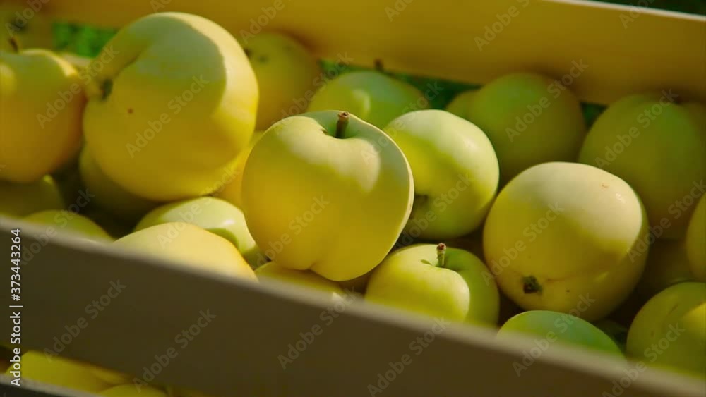 harvest: white apples in a wooden box. products ready for export. import of seasonal goods. harvest: white apples in a wooden box. products ready for export. import of seasonal goods.