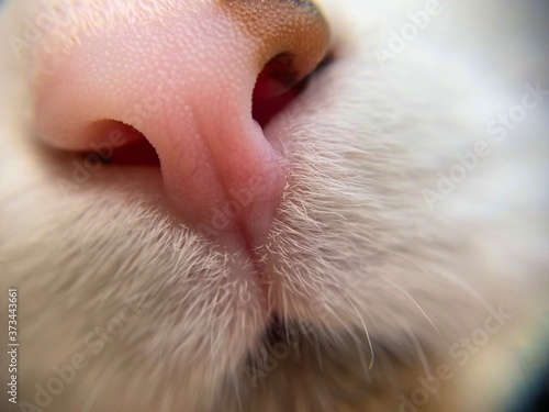 close up of a cat nose
