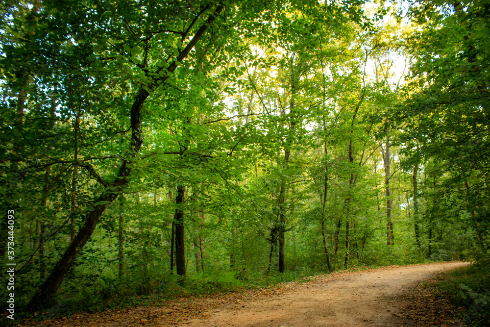 Fototapeta premium road in the forest