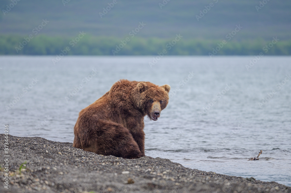 Obraz premium Ruling the landscape, brown bears of Kamchatka (Ursus arctos beringianus)