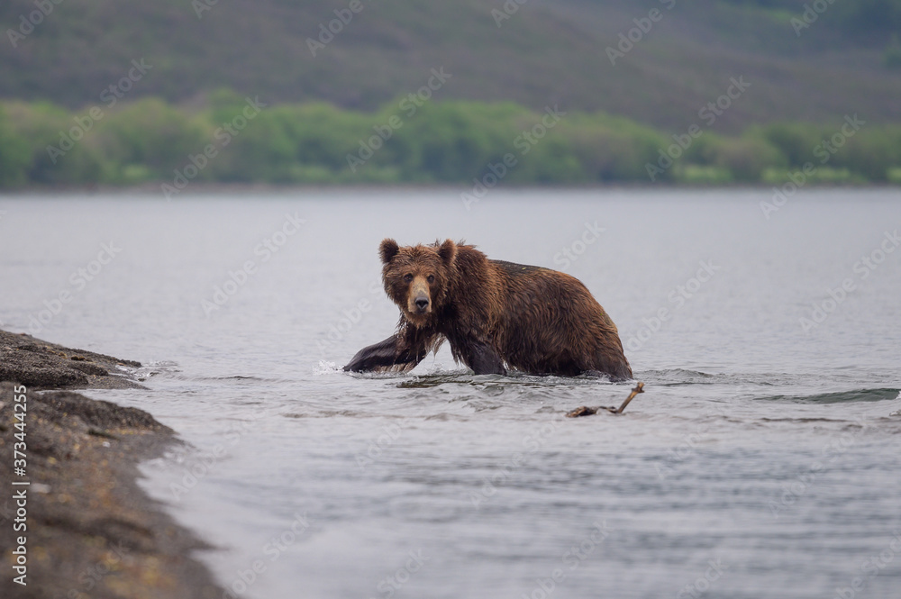 Ruling the landscape, brown bears of Kamchatka (Ursus arctos beringianus) Ruling the landscape, brown bears of Kamchatka (Ursus arctos beringianus)