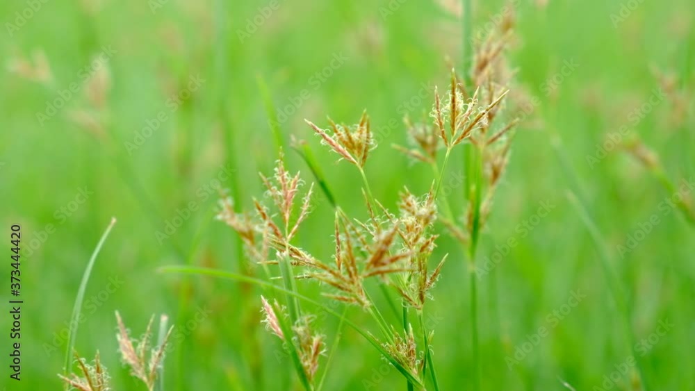 Nut Grass (Cyperus rotundus L.) on green background. Nut Grass (Cyperus rotundus L.) on green background.