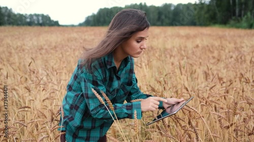 Wallpaper Mural A woman farmer with a tablet works in a wheat field, she monitors the growth of a healthy crop Torontodigital.ca