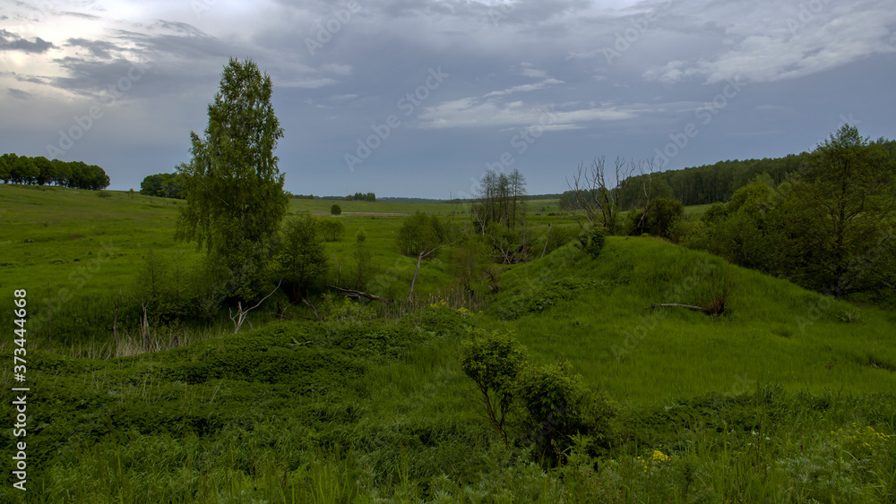 forest and sky