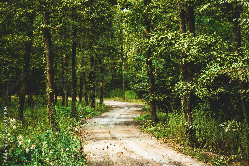 Obraz premium road in the forest