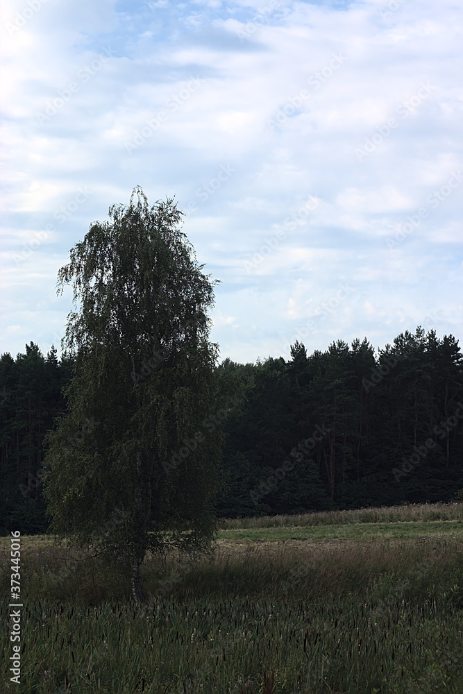 Obraz premium a free-standing tree in a forested area