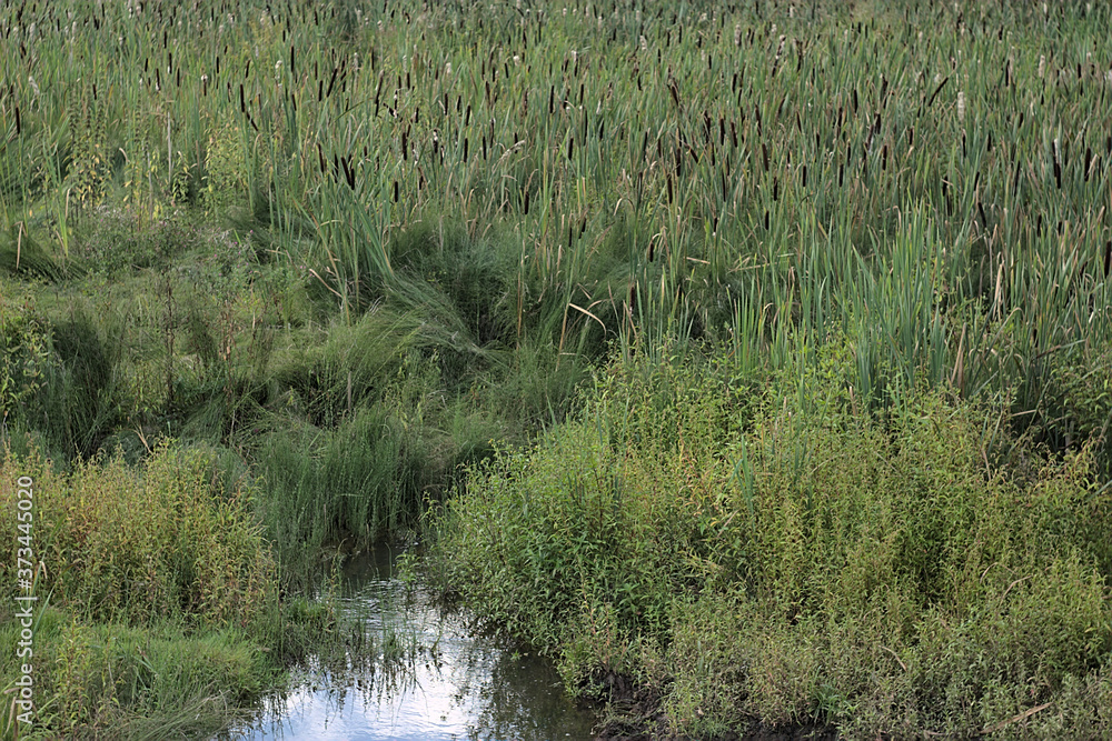 a small river among the cattails a small river among the cattails