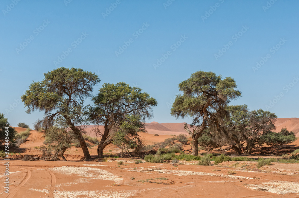 Camelthorn trees at Sossusvlei