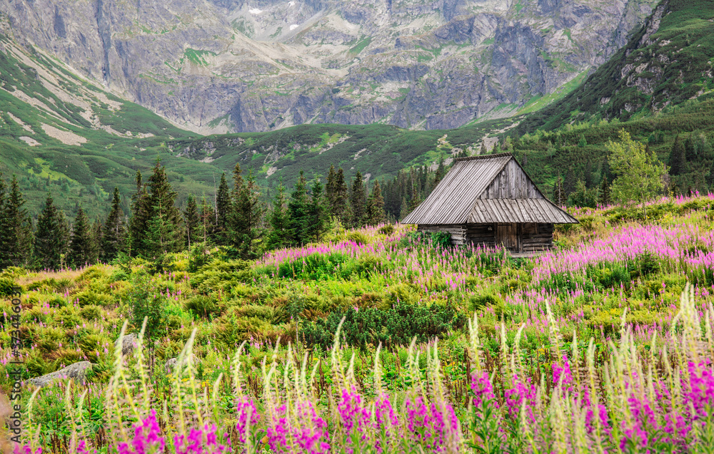 Alpine style beautiful landscape in the summer. Wooden house on a meadow with flowers. High Tatra Mounitains in the background.