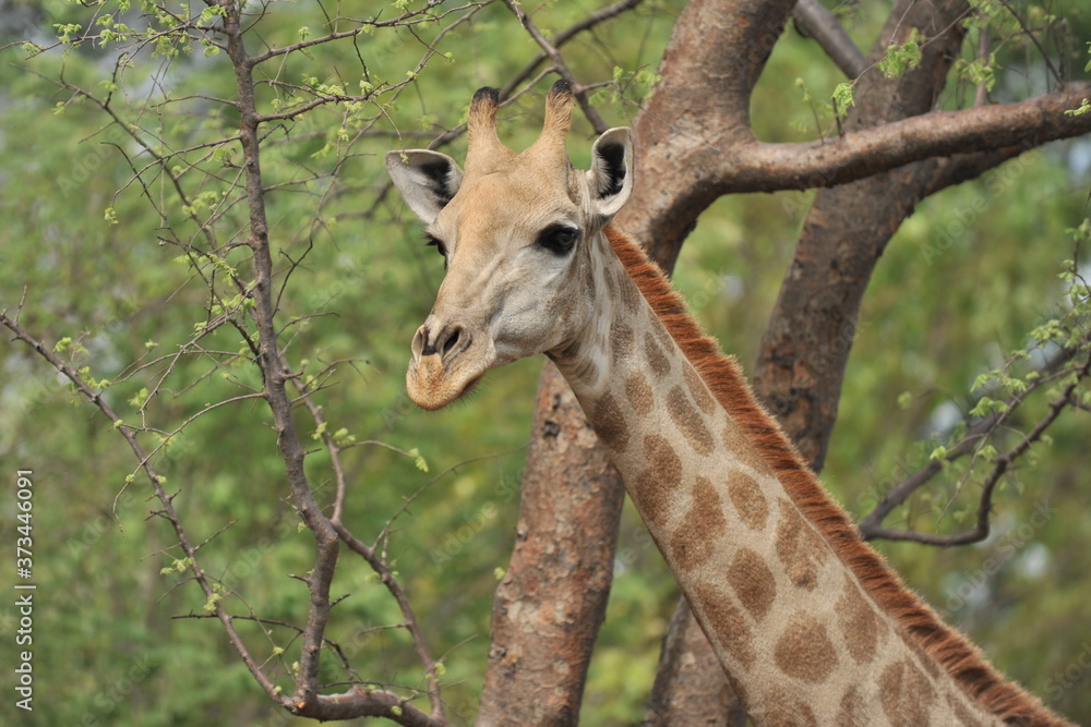 Africa. Zambia. The giraffe eats the leaves of the tree. Africa. Zambia. The giraffe eats the leaves of the tree.