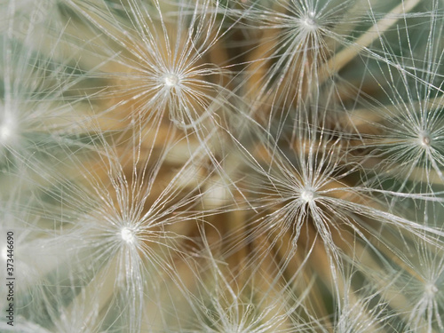 macro close up of dandelion seeds