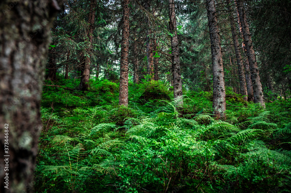 Green forest in the summer. Beautifull woods outdoor background. Mystery green nature enviroment. Natural background. Green forest in the summer. Beautifull woods outdoor background. Mystery green nature enviroment. Natural background.