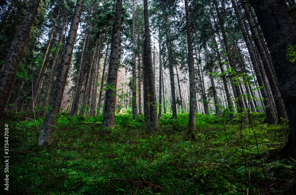 Green forest in the summer. Beautifull woods outdoor background. Mystery spooky green nature enviroment. Natural background. Green forest in the summer. Beautifull woods outdoor background. Mystery spooky green nature enviroment. Natural background.