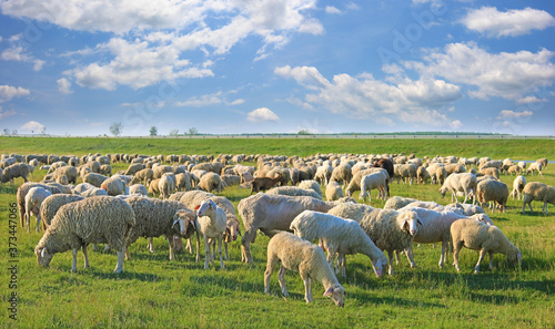 Flock of sheep grazing on pasture, beautiful summer landscape