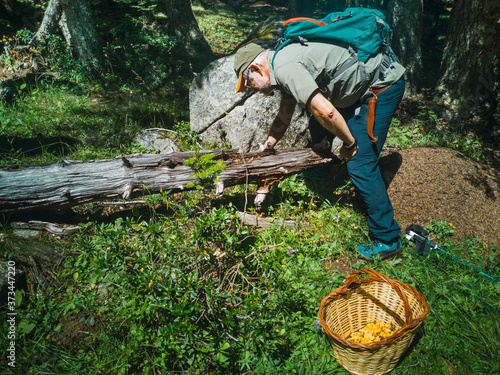 Mushroom Picking by an Old Man with a Basket next to him in the Forest
