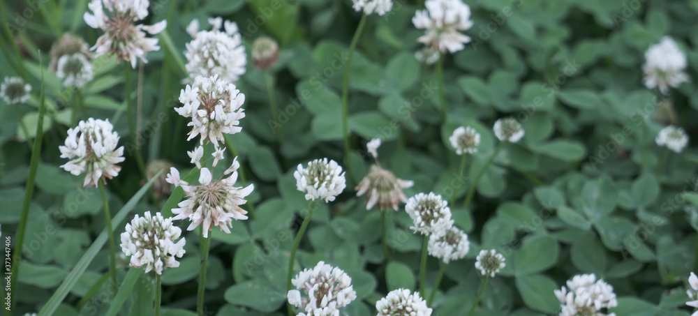 Blooming clover, banner, billet for the designer. Flower background, field clover flower. High quality photo Blooming clover, banner, billet for the designer. Flower background, field clover flower. High quality photo