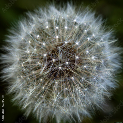 dandelion seed head