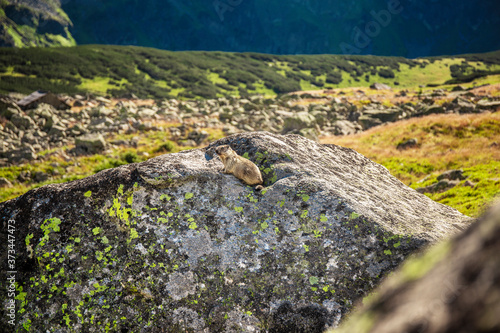 .Marmot sitting on the rock in the mountains. Alpine style landspace with wild whistler on the stone in the summer. photo