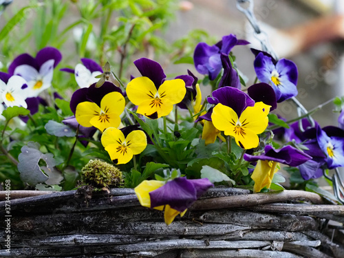 close up of small pansy flowers growing in a wicker hanging basket
