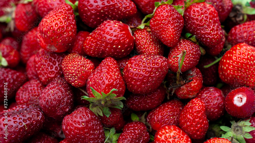 Many Juicy beautiful red freshly picked strawberries. Food background. Natural strawberries close-up, top view. Macro shot of strawberry texture. Healthy and wholesome food. Banner for web site Many Juicy beautiful red freshly picked strawberries. Food background. Natural strawberries close-up, top view. Macro shot of strawberry texture. Healthy and wholesome food. Banner for web site