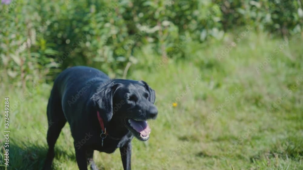 Slow motion shot of black Labrador Retriever barking in garden Slow motion shot of black Labrador Retriever barking in garden