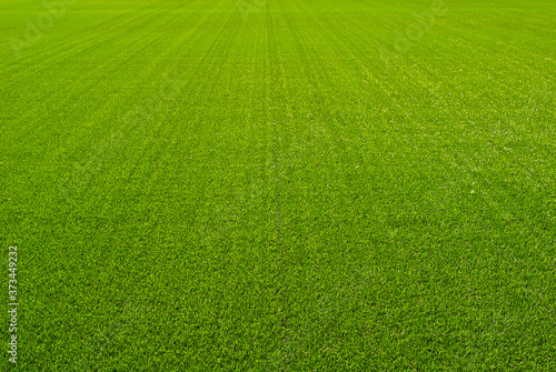 Soccer field texture close up. Grass in the stadium. Finely mown lawn for sports grounds.