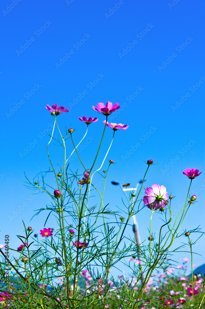 The beautiful cosmos flowers background blue sky. The beautiful cosmos flowers background blue sky.