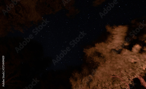 A starry, moonless night. Night starry sky in the forest. The tops of the trees stretch up, and among them is a beautiful bright starry sky. photo