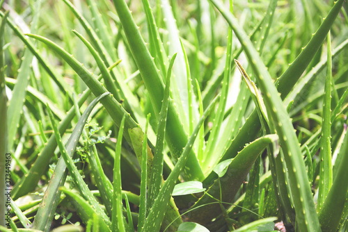 Fresh aloe vera leaf natural herbs and herbal medicines - aloe vera plant on nature green background