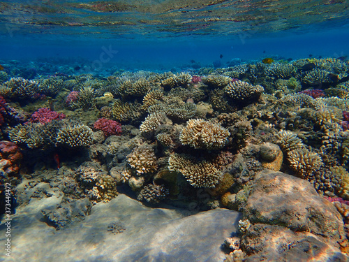 coral reef in Egypt, Makadi Bay © jonnysek