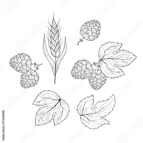 Malt, barley, wheat ear and hop plant with leaves on branch sketches. Engraving style. Vintage Beer ingredients. Vector isolated illustration.