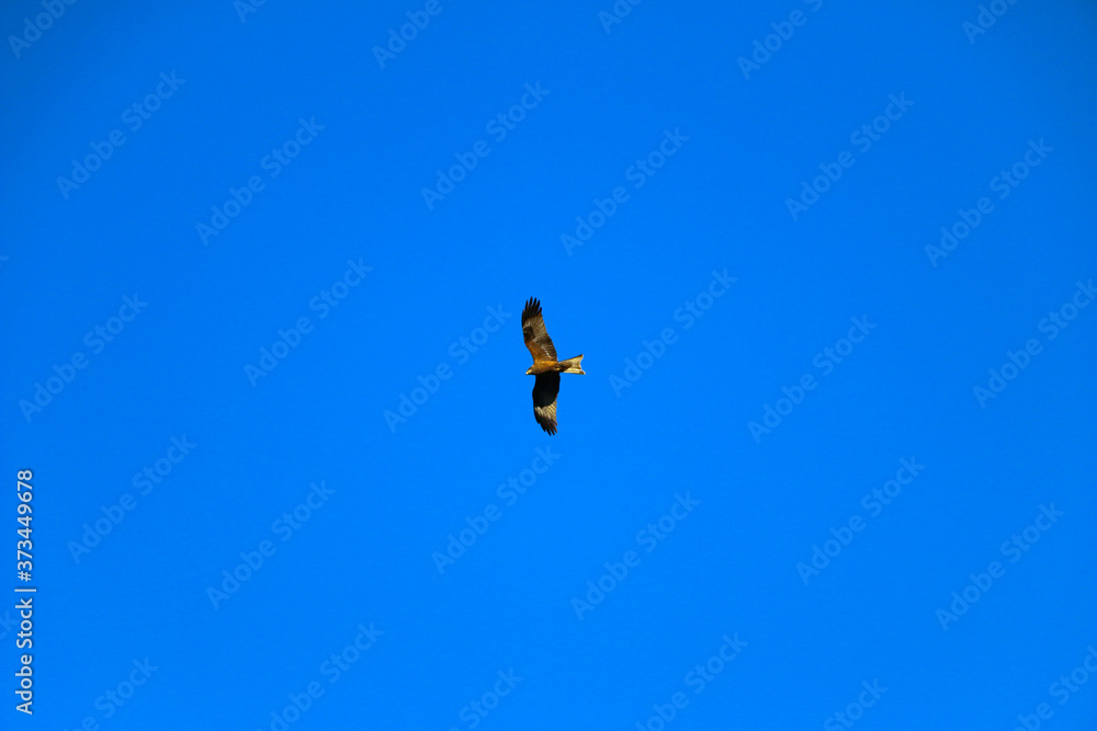 young strong falcon soars, spreading its large wings, in clear sky before hunting. bird of prey hawk hunter flies in the bright blue sky in search of prey. young strong falcon soars, spreading its large wings, in clear sky before hunting. bird of prey hawk hunter flies in the bright blue sky in search of prey.