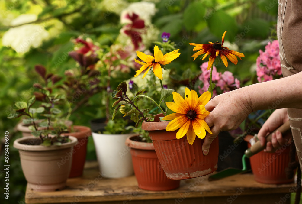 pot plants with on the table with woman hands take care of flowers