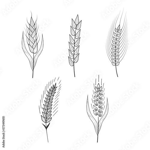 Malt, barley, wheat ears silhouettes. Grain cereal for beer making or bakery. Vector isolated vintage illustration. 