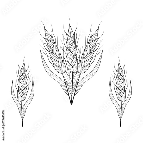Cereal for beer making or bakery. Malt, barley, wheat ears silhouettes.  Vector isolated vintage illustration. 