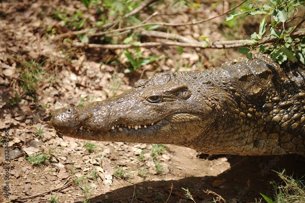 Obraz premium Zambia. Africa. Crocodile on the river bank.