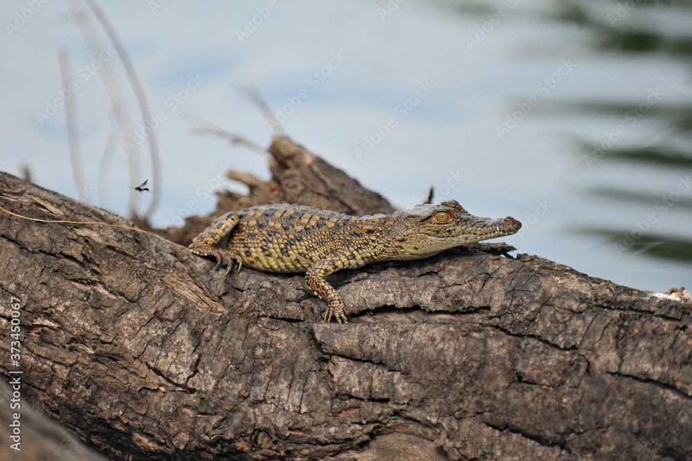 Zambia. Africa. Crocodile on the river bank. Zambia. Africa. Crocodile on the river bank.
