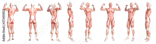 Conceptual anatomy healthy skinless human body muscle system set. Athletic young adult man posing for education, fitness sport, medicine isolated on white background. Biology science 3D illustration