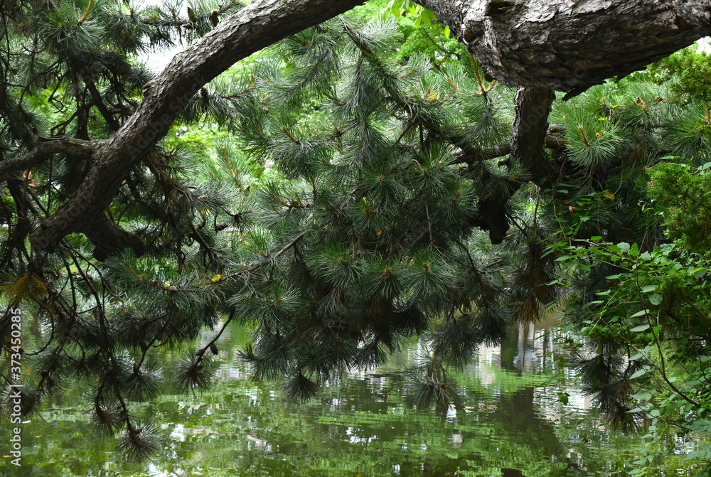 Naklejka premium The water reflection under the old big pine trees in Sapporo Japan