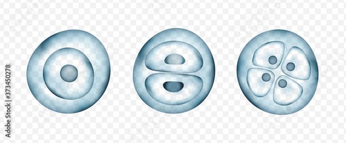 Realistic vector cells division. Stages of human embryonic development. Medical or biology science template. 