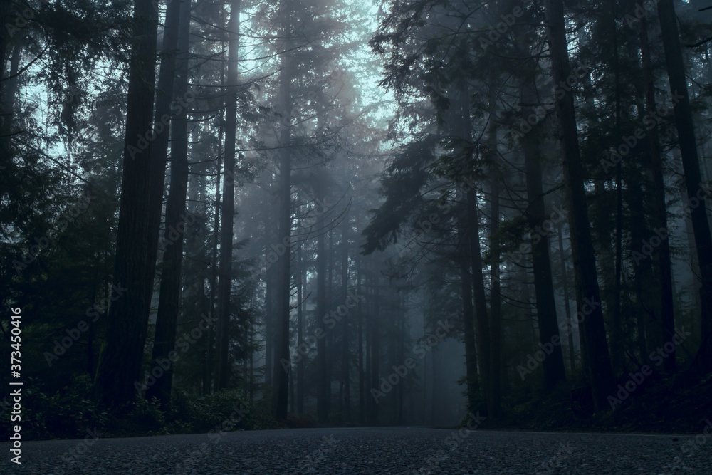 Fototapeta premium fog in the forest