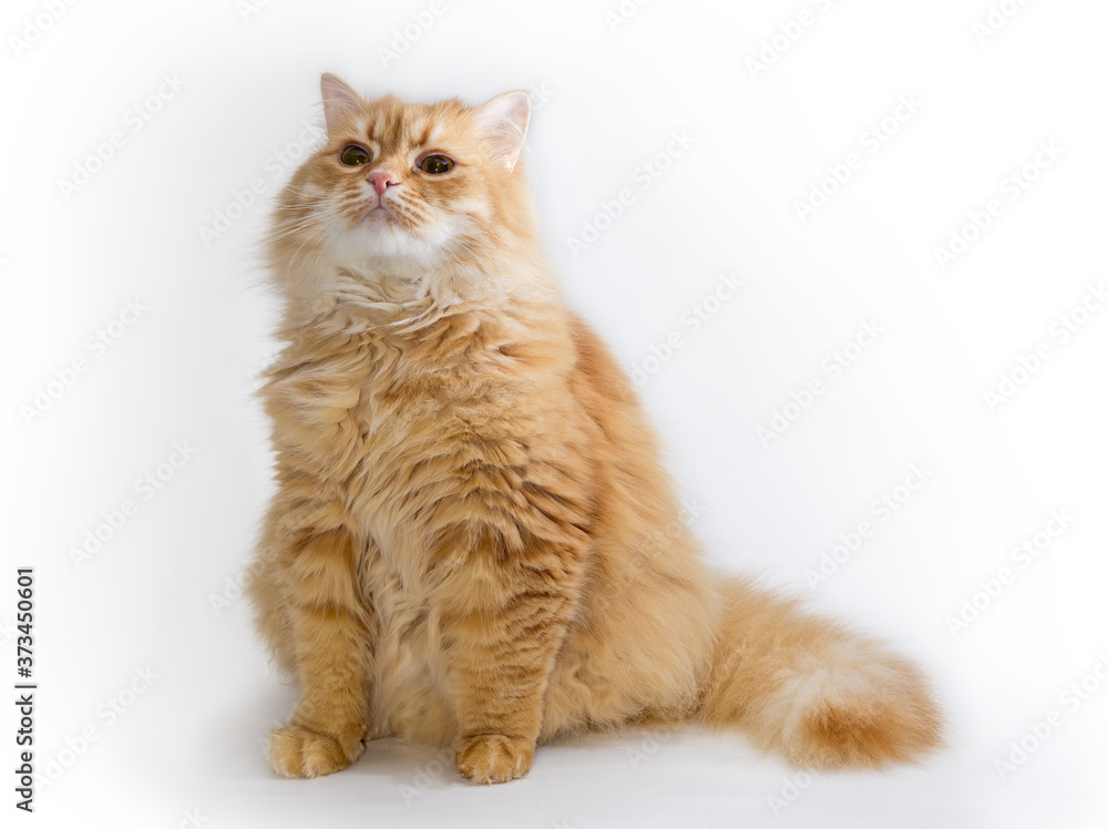 Ginger cat sitting on light surface in a calm state Ginger cat sitting on light surface in a calm state