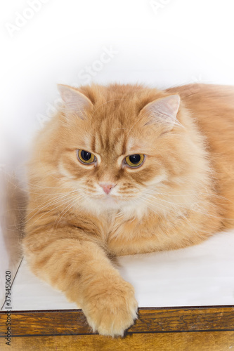 Portrait of calm ginger cat lying on the light surface